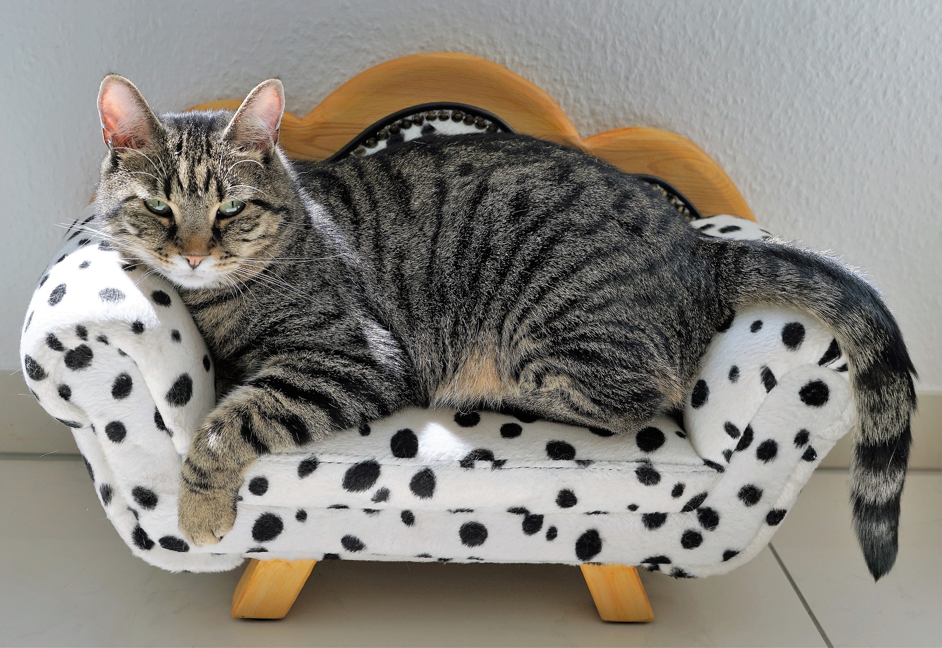 cat on a tiny couch