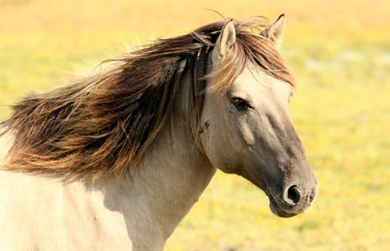 What You Need to Know About Equine-Assisted Therapy